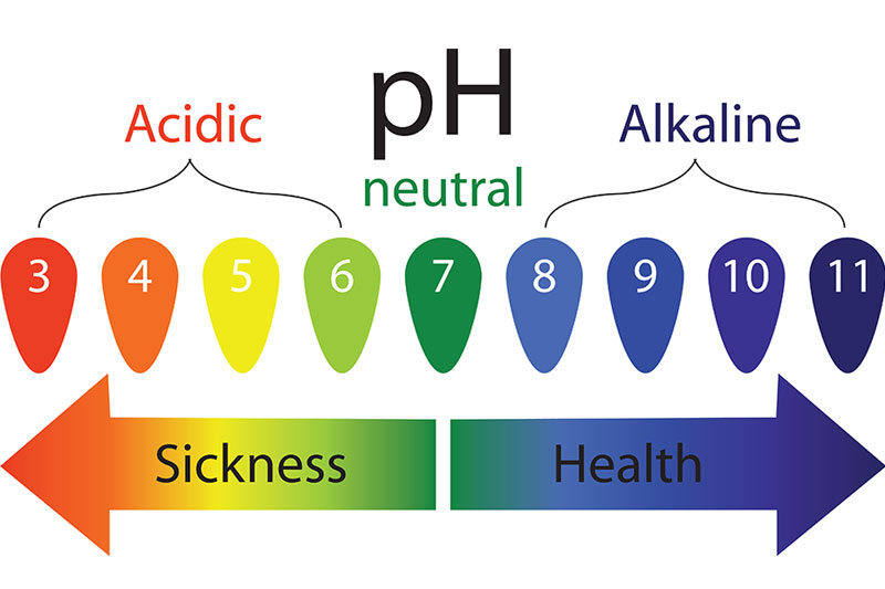 Your Body Becomes More Alkaline