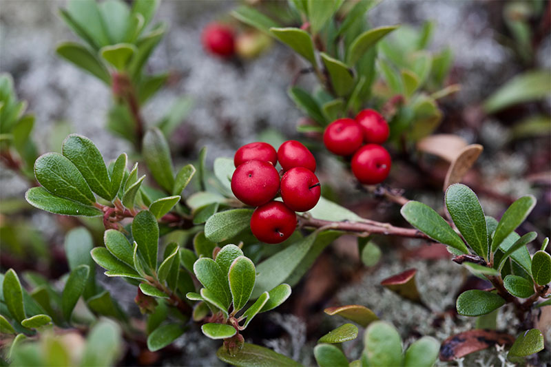 Bearberry Tea