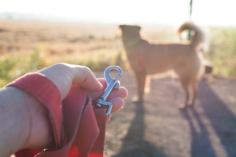 Your Dog's Leash