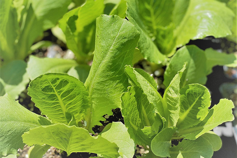 Leafy Greens