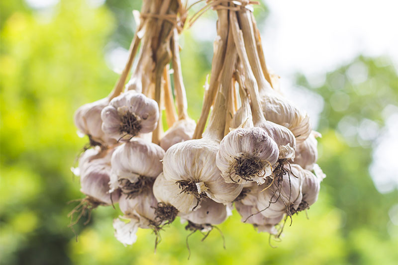 Fresh Garlic