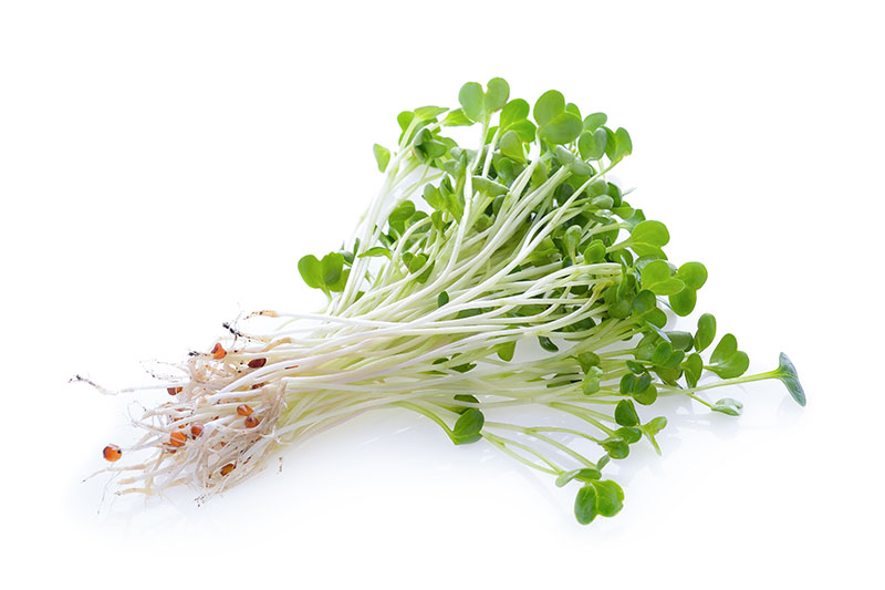 Alfalfa Sprouts