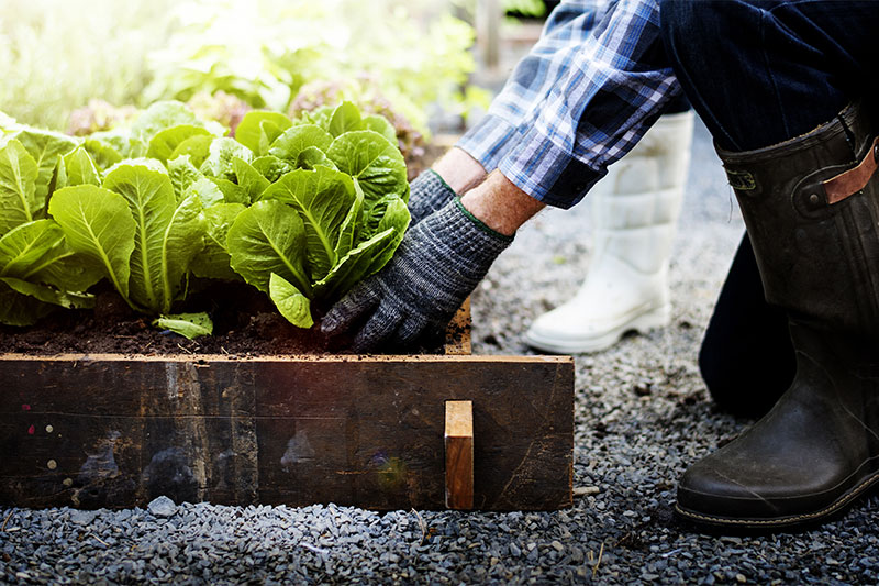 Grow Fruits And Vegetables