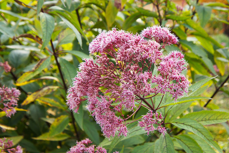 Gravel Root Tea