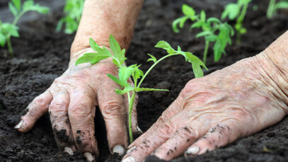 Strengthens Your Immune System gardening