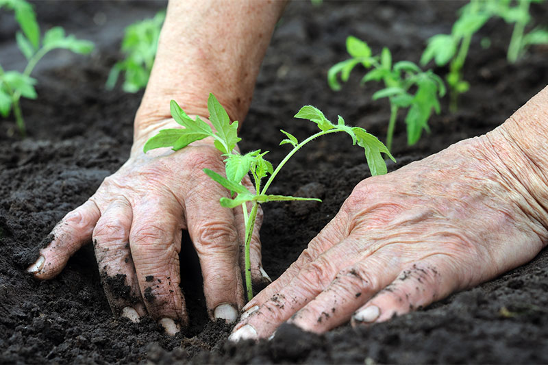 Strengthens Your Immune System gardening